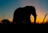 Elephant rampage near Thrissur