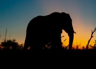 elephant-turn-violent-in-temple-festival-in-kannur-panoor