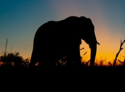 Wild Elephant Attack Death,