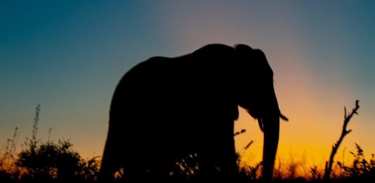 Elephant rampage near Thrissur