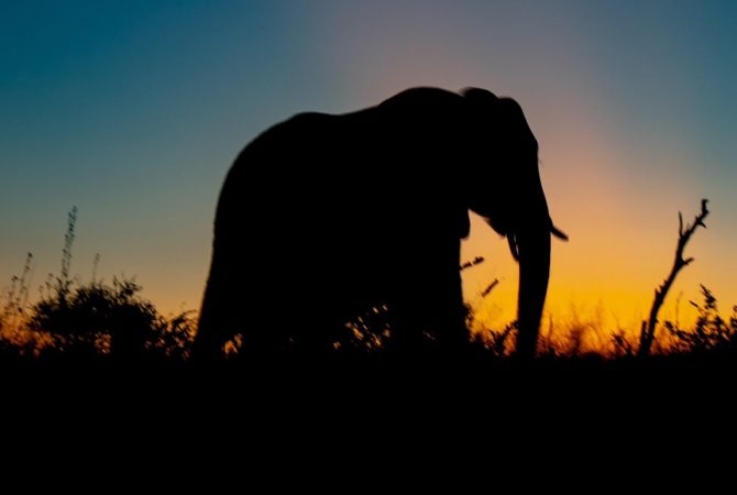 Elephant rampage near Thrissur