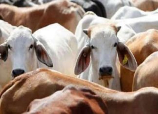 പശു ആംബുലൻസിനായി ഫണ്ട് അനുവദിച്ചു; പദ്ധതി ഉൽഘാടനം ഉടൻ cow ambulance up