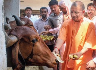 പശുക്കൾക്ക് ആംബുലൻസ് ഏർപ്പെടുത്താൻ ഒരുങ്ങി യുപി സർക്കാർ cow-ambulance-UP