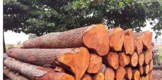 Mahogany Farmers In Kannur Are In Trouble Due To Cheap Price