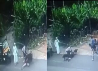 Pet dogs attack housewife in Thamarassery