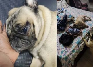 dog killed in aluva