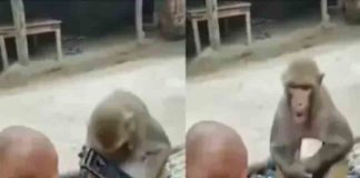 മൊബൈലിനായി പിടിവലികൂടി കുരങ്ങും കുഞ്ഞും; വീഡിയോ വൈറൽ Viral Video of a baby and monkey
