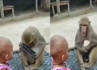 മൊബൈലിനായി പിടിവലികൂടി കുരങ്ങും കുഞ്ഞും; വീഡിയോ വൈറൽ Viral Video of a baby and monkey