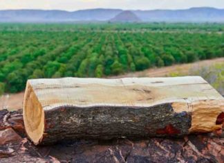 sandalwood-smuggling