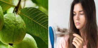 മുടിക്ക് കരുത്തേകാൻ പേരയില; ചില ഹെയർ പാക്കുകളിതാ guava leaf for hair
