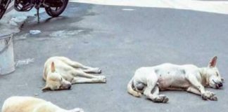Street dogs die in Pappinisseri