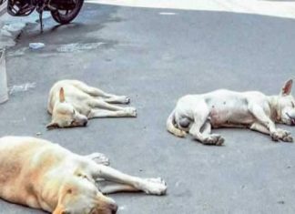 เดชเดพเดชเตเดชเดฟเดจเดฟเดถเตเดถเตเดฐเดฟเดฏเดฟเตฝ เดคเตเดฐเตเดตเตเดจเดพเดฏเตโเดเตเดเตพ เดเดคเตเดคเต เดตเตเดดเตเดจเตเดจเต; เดจเดเดชเดเดฟ เดเดเตเดเตเดเดพเดคเต เด
เดงเดฟเดเตเดคเตผ Street dogs die in Pappinisseri