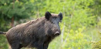 Wild boar-palakkad