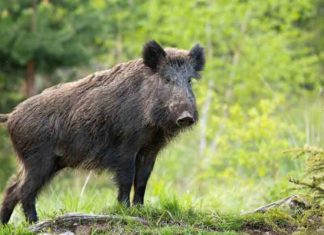 Wild boar-palakkad