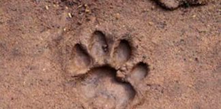 Footprints of-the-leopard-were-found-again