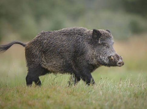 wild boar attack in Kozhikkode