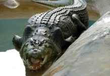 അകത്താക്കാൻ ശ്രമിച്ച മുതലയെ പേനാക്കത്തി കൊണ്ട് നേരിട്ട് 60കാരൻ The 60-year-old man attacked the crocodile that tried to eat him