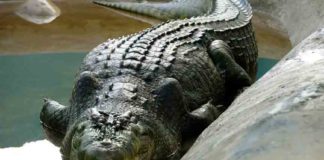 അകത്താക്കാൻ ശ്രമിച്ച മുതലയെ പേനാക്കത്തി കൊണ്ട് നേരിട്ട് 60കാരൻ The 60-year-old man attacked the crocodile that tried to eat him