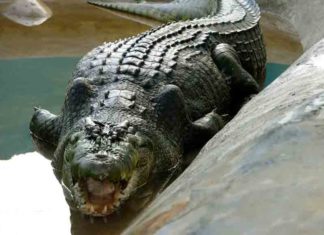 അകത്താക്കാൻ ശ്രമിച്ച മുതലയെ പേനാക്കത്തി കൊണ്ട് നേരിട്ട് 60കാരൻ The 60-year-old man attacked the crocodile that tried to eat him