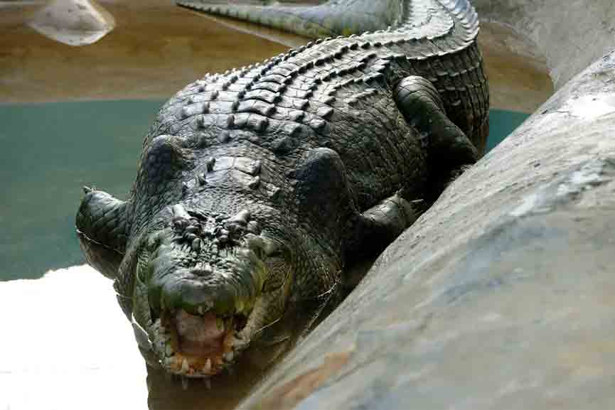 crocodile The 60-year-old man attacked the crocodile that tried to eat him