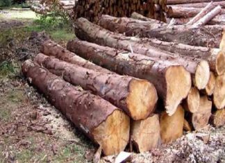 പാലക്കയത്ത് വൻ മരംകൊള്ള; 53 മരങ്ങൾ വനംവകുപ്പ് കസ്റ്റഡിയിൽ എടുത്തു Big wood hunt in Palakkad