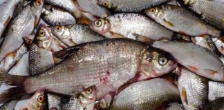 Kasargod catches 200 kg of stale fish