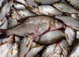 Kasargod catches 200 kg of stale fish