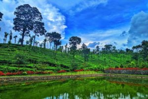 Priyadarshini-Tea-plantation-tourism