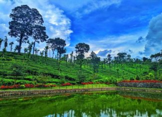 Priyadarshini-Tea-plantation-tourism