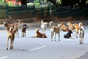 Street Dogs Issues Increased In kerala