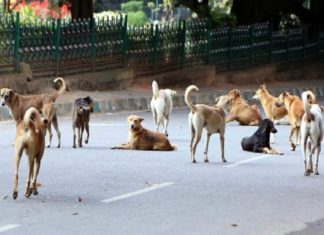 തെരുവ് നായ ശല്യം; ആനക്കര, കപ്പൂർ പഞ്ചായത്തുകളിൽ പ്രതിസന്ധി Street Dogs Issues Increased In kerala