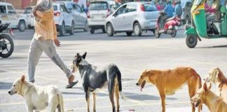 Street Dog Attack In Wayanad And 3 Were Attacked