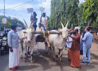 The-locals-went-on-strike-with-the-bullock-cart
