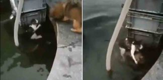 വെള്ളത്തിൽ വീണ പൂച്ചയെ രക്ഷിച്ച് നായക്കുട്ടി; വീഡിയോ ഹൃദയം കീഴടക്കുന്നു Puppy-rescues-cat-from-water