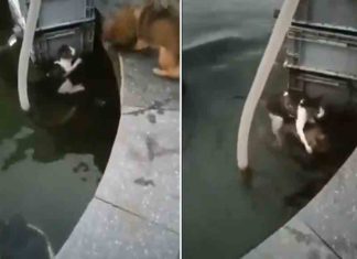 വെള്ളത്തിൽ വീണ പൂച്ചയെ രക്ഷിച്ച് നായക്കുട്ടി; വീഡിയോ ഹൃദയം കീഴടക്കുന്നു Puppy-rescues-cat-from-water