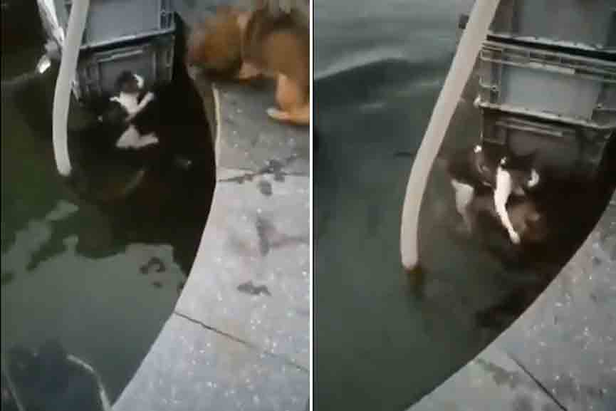 Puppy-rescues-cat-from-water Puppy-rescues-cat-from-water