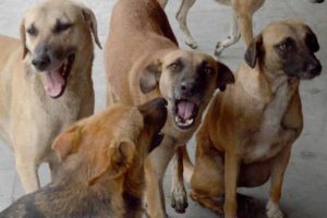 Street Dogs