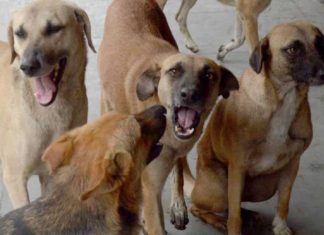 കണ്ണൂരിൽ വിവിധയിടങ്ങളിൽ തെരുവുനായ ആക്രമണം; നാലുപേർക്ക് പരിക്ക് Street Dogs