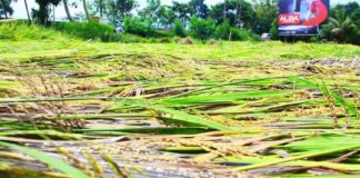 Paddy Damage Due To The Heavy Rain In Palakkad