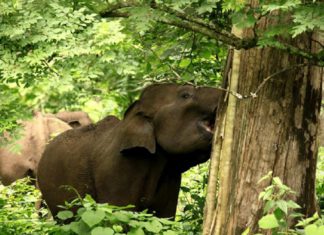 ചക്കിട്ടപ്പാറ വന്യമൃഗശല്യം; ‘പഞ്ചായത്ത് ഭരണസമിതി രേഖാമൂലം അറിയിച്ചാൽ വെടിവെച്ചു കൊല്ലാം’ wild animals attack