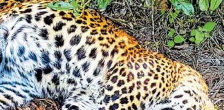 Leopard body found in tea estate