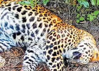 Leopard body found in tea estate