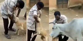 നായയെ ഉപദ്രവിച്ച യുവാവിനെ കുത്തി വീഴ്ത്തി പശു; വീഡിയോ വൈറലാകുന്നു The cow stabbed the young man who had harmed the dog