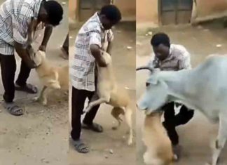 നായയെ ഉപദ്രവിച്ച യുവാവിനെ കുത്തി വീഴ്ത്തി പശു; വീഡിയോ വൈറലാകുന്നു The cow stabbed the young man who had harmed the dog