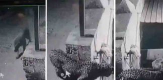 Leopard on private college campus; CCTV footage