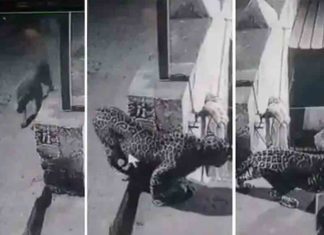 സ്വകാര്യ കോളേജ് വളപ്പിൽ പുലി; സിസിടിവി ദൃശ്യങ്ങൾ Leopard on private college campus; CCTV footage