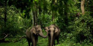 Wild Elephant Attack In Pulppally In Wayanad