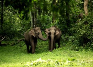 Wild Elephant Attack In Pulppally In Wayanad