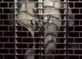 പറമ്പിക്കുളം പോലീസ് സ്റ്റേഷനിൽ പരിഭ്രാന്തി പരത്തി കാട്ടാനകൾ Elephent attack at Parambikulam police station