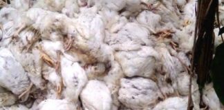 cock disease spread in Muliyar